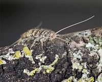 Digestive ability of ancient insects could boost biofuel development