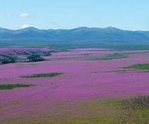 Most flammable boreal forests in North America become more so
