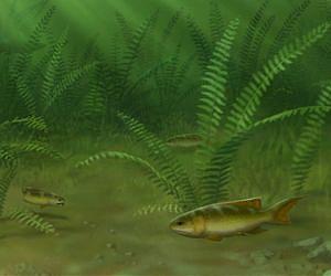 From obscurity to dominance: Tracking the rapid evolutionary rise of ray-finned fish