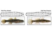 Usual prey gone, a fish survives by changing predictably