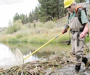 Climate change threatens extinction for 82 percent of California native fish