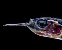 Fish biomass in the ocean is 10 times higher than estimated