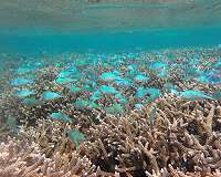 Marine ecosystems show resilience to climate disturbance