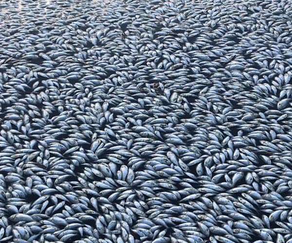Millions of dead fish clog Australian river