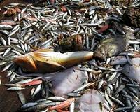 Senegal rejects dozens of foreign trawler permits