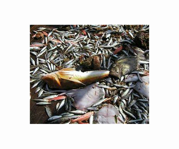 France under pressure to save dolphins from trawlers