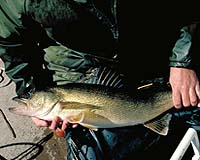 Long-Term Ocean Data Confirm Fishing Puts Species In Double Jeopardy
