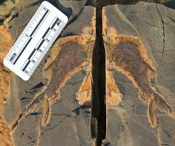 Fossil discovery reveals complex ecosystems existed on Earth much earlier than previously thought