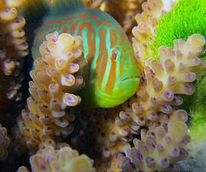 Biologists alarmed as data confirm corals decline