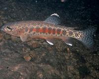 Fish can benefit from restoring and protecting streamside meadows