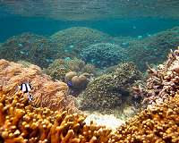 Size matters for marine protected areas designed to aid coral