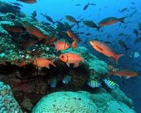 Gulf of Mexico marine food web changes over the decades