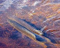 Accurate timing of migration prolongs life expectancy in pike