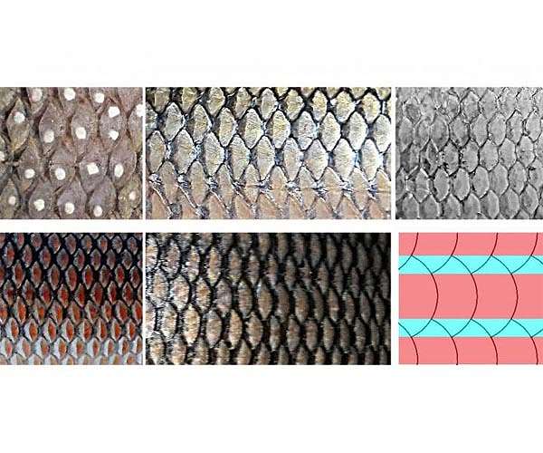 Aerodynamicists reveal link between fish scales and aircraft drag