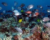 Rising CO2 emissions pose 'intoxication' threat to ocean fish