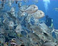 Fisheries nations to decide fate of declining bigeye tuna