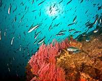 Marine fish won an evolutionary lottery 66 million years ago