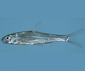 Drought, river fragmentation forcing endangered fish out of water