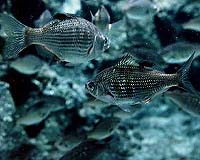 'Darwinian Debt' May Explain Lack Of Fish Stock Recovery