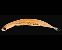 Ocean Extreme Shows Its Spine