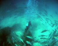 Unique Partnership To Examine India Ocean Waters Off Australia