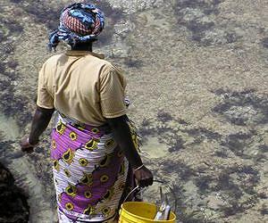 One solution to global overfishing found