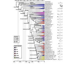 Something's Fishy in the Tree of Life
