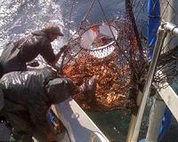 Alaska fisheries and communities at risk from ocean acidification