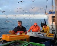 EU's new Baltic fish catch quotas anger environmentalists