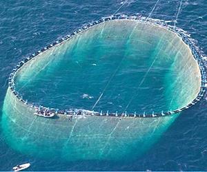 U of M researchers discover early-warning system to prevent fishery collapse