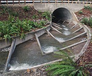 New UMass Amherst Research Shows Fishways Have Not Helped Fish