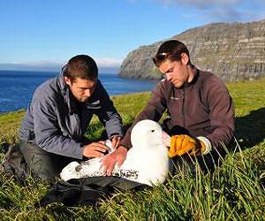Largest bird alters its foraging due to climate change