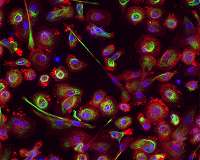 Space Station Shrinks Fluorescence Microscopy Tool