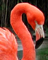 Rare Birds Skip Indian Reserve Due To Water Shortage
