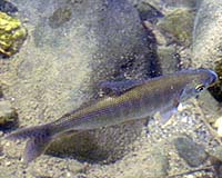 Loss Of Just One Species Makes Big Difference In Freshwater Ecosystem