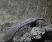 Turtles get boost as Malaysian state to ban egg trade