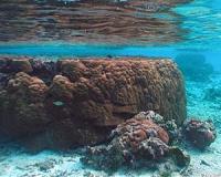 Coral Reefs are Critical for Risk Reduction and Adaptation