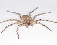The Fastest Spinner On Earth