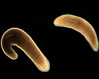 Silenced Gene In Flatworm Shows Role In Regeneration