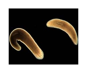 From worm to man
