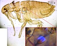 Harnessing Flea Power To Create Near-Perfect Rubber