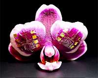Fast, flexible ionic transistors for bioelectronic devices