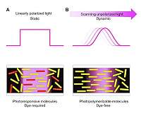 Photopolymerization-triggered molecular motion for flexible liquid crystal display