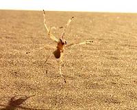 Robot mimics cartwheel movement of desert spider