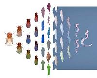 Evolution of competitiveness