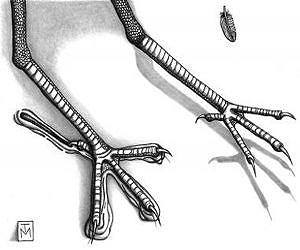 Tell-tale toes point to oldest-known fossil bird tracks from Australia