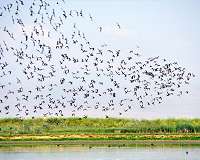 Hunting threatens one of the world's largest bird migrations