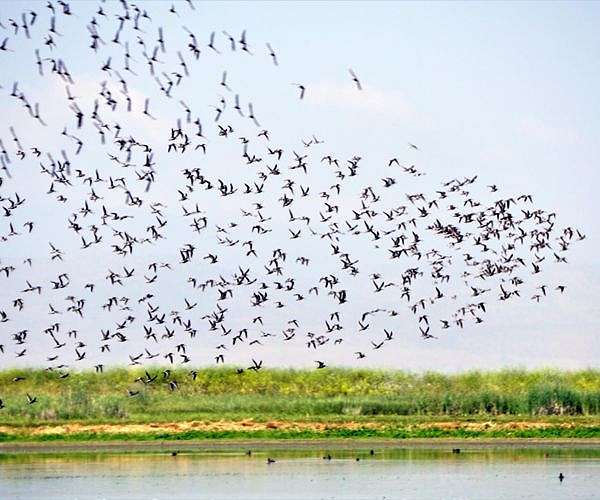 Back from the brink: the migratory species on the road to recovery
