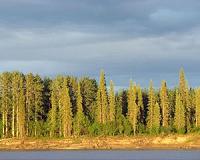 Carbon accumulation by US forests may slow over the next 25 years