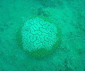 New Study Shows that Florida's Reefs Cannot Endure a 'Cold Snap'